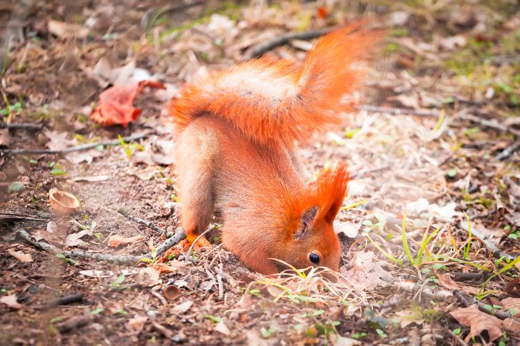 10 удивительных фактов о животных