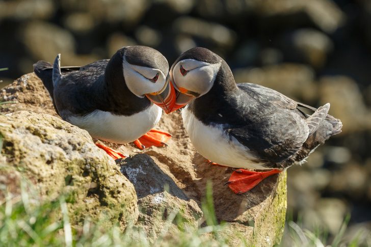 10 удивительных фактов о животных