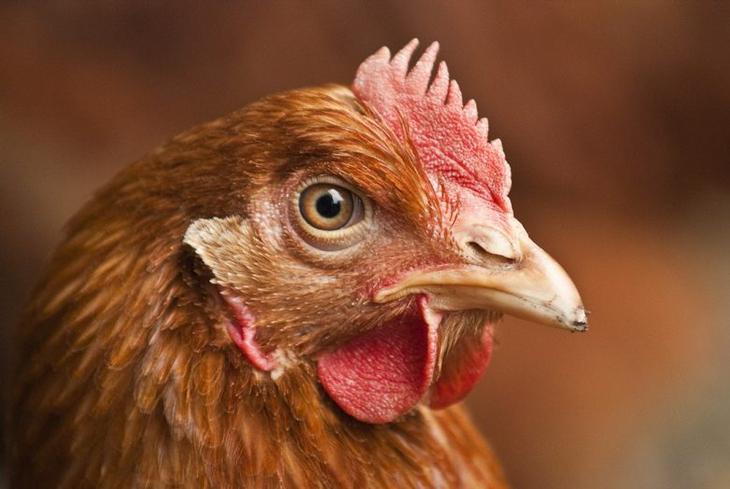 10 удивительных традиций застолья в разных странах, которые лучше не нарушать