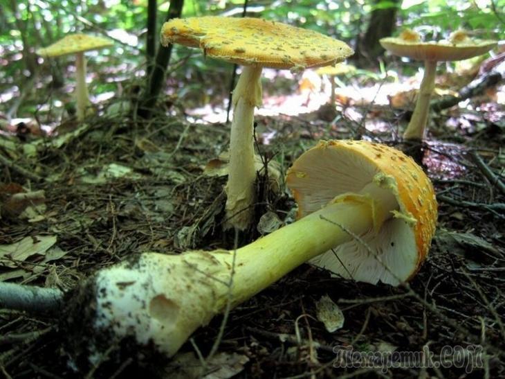 12 увлекательных фактов о нашей планете, которыми вы точно поделитесь с друзьями