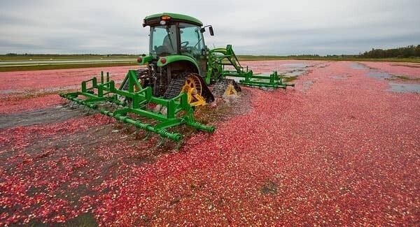 20 познавательных фактов о разных продуктах питания