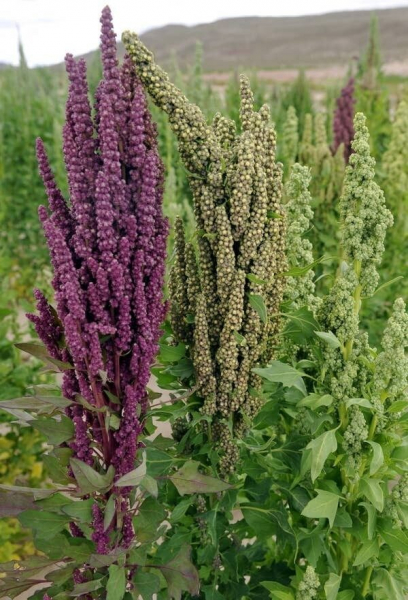 20 познавательных фактов о разных продуктах питания