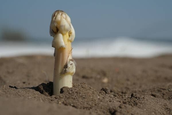 20 познавательных фактов о разных продуктах питания