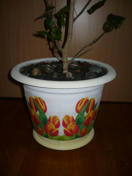 Декор горшков — фото идеи создания красивого оформления цветочных горшков