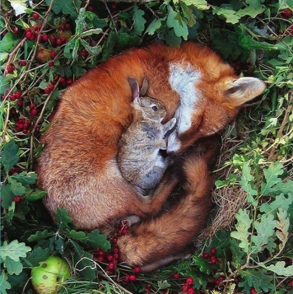 Фотографии самой необычной дружбы животного мира