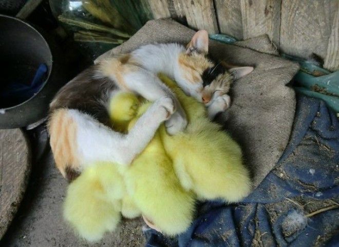 Фотографии самой необычной дружбы животного мира