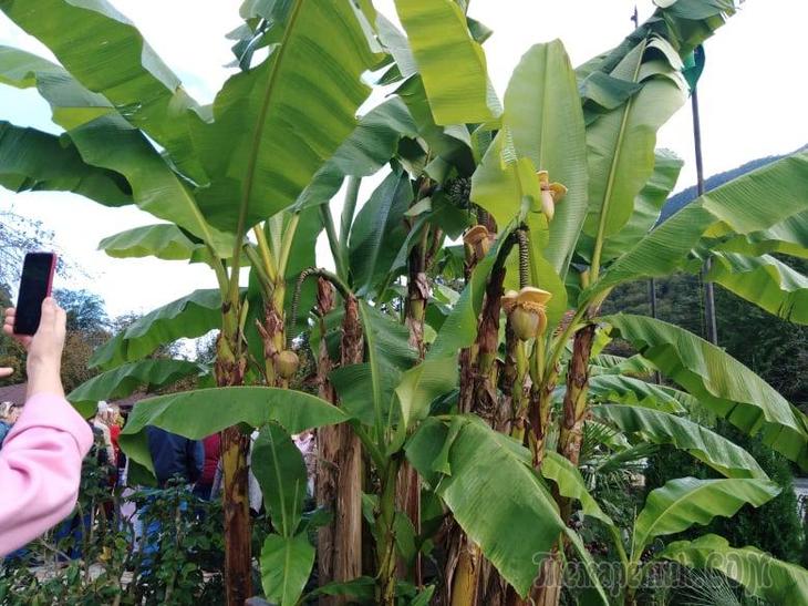 Однодневная экскурсия по Абхазии из Сочи. А впечатений много