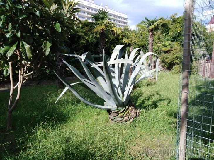 Однодневная экскурсия по Абхазии из Сочи. А впечатений много