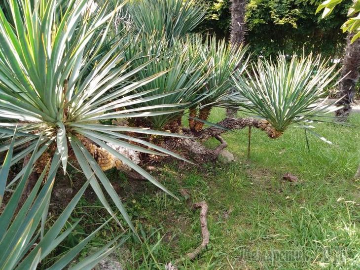 Однодневная экскурсия по Абхазии из Сочи. А впечатений много