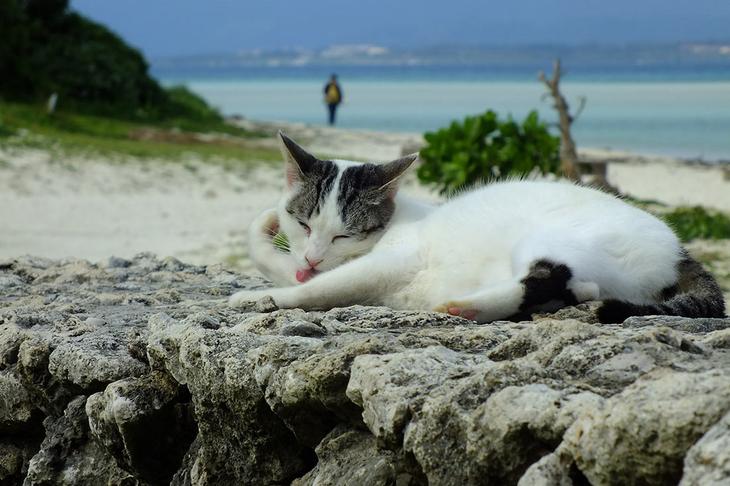 Острова Японии: 15 неземных мест страны Восходящего солнца