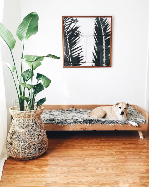 Питомец в доме: 19 интересных лежанок для домашних любимцев