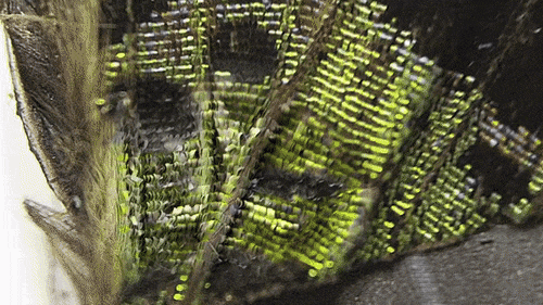 Простые вещи, которые под микроскопом не похожи сами на себя