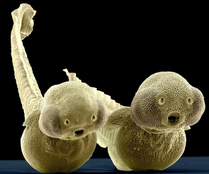 Простые вещи, которые под микроскопом не похожи сами на себя