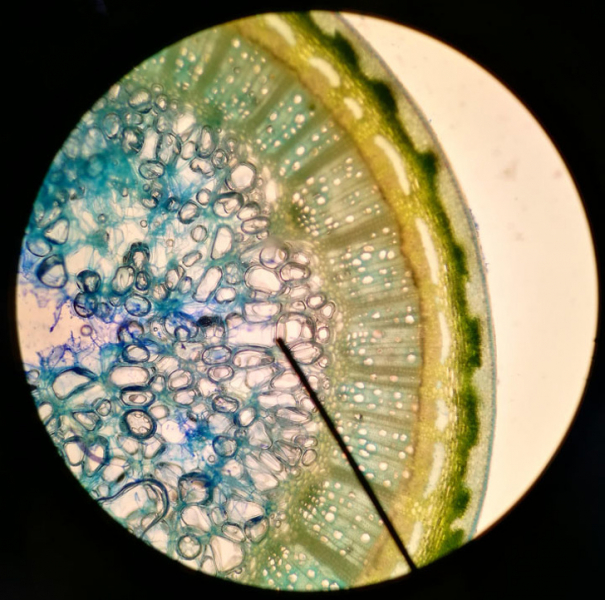 Простые вещи, которые под микроскопом не похожи сами на себя