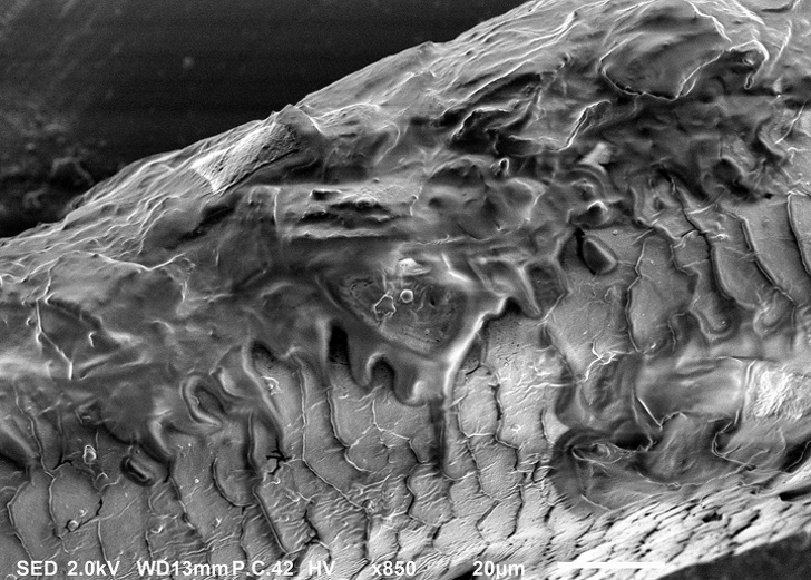 Простые вещи, которые под микроскопом не похожи сами на себя
