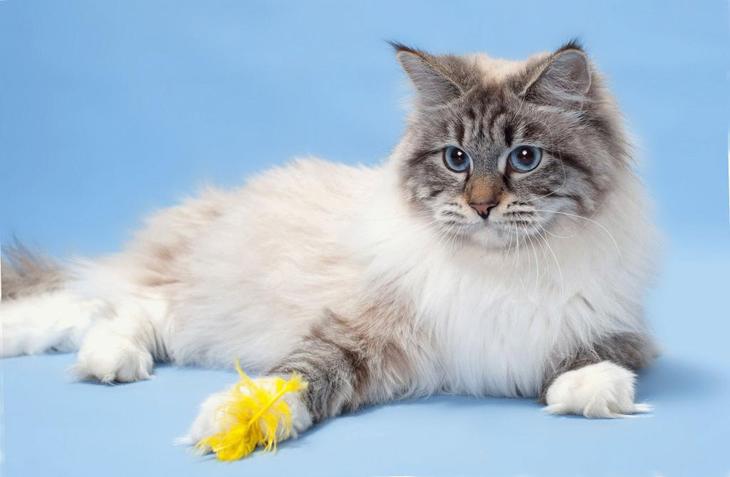 Самые милые коты в мире: породы, описание, характеристика, фото