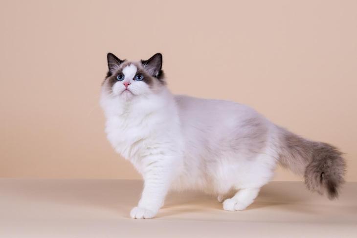 Самые милые коты в мире: породы, описание, характеристика, фото