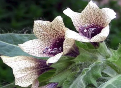 Убийственная флора: 10 самых опасных растений и грибов планеты