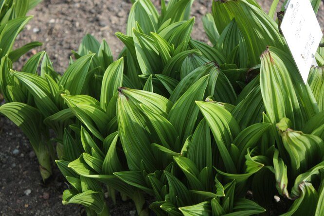 Убийственная флора: 10 самых опасных растений и грибов планеты