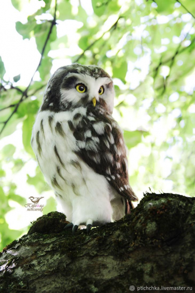 Валяные войлочные птицы от Елены "Птиччка-невеличка"