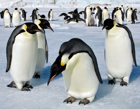 10 ложных «фактов» о животных, которые вы считаете истиной