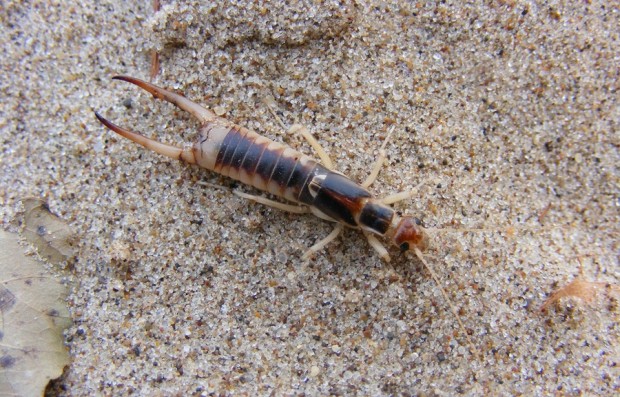 10 ложных «фактов» о животных, которые вы считаете истиной