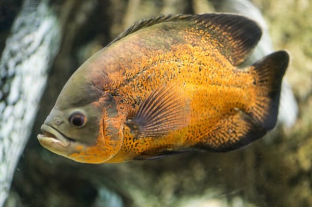 10 ложных «фактов» о животных, которые вы считаете истиной