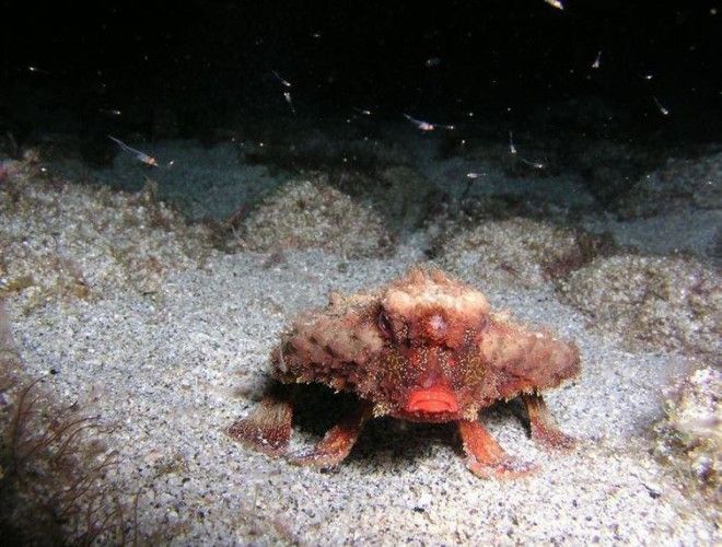 16 существ, похожих на инопланетян