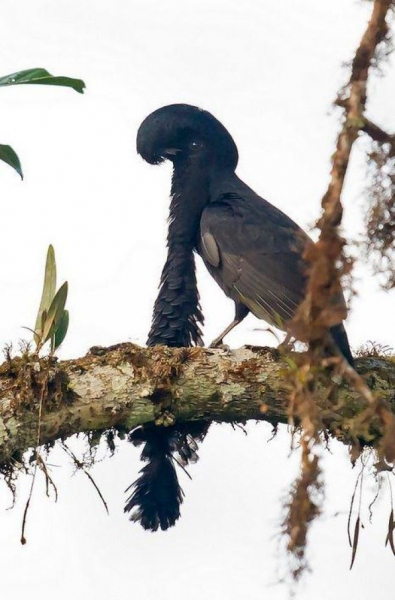 16 существ, похожих на инопланетян