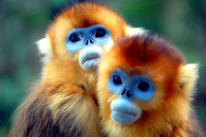 16 существ, похожих на инопланетян