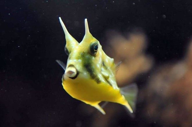 16 существ, похожих на инопланетян