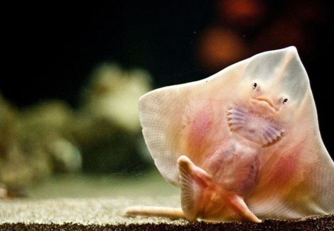 16 существ, похожих на инопланетян