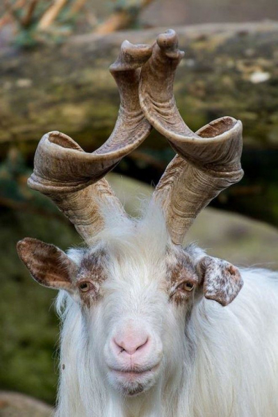 16 существ, похожих на инопланетян