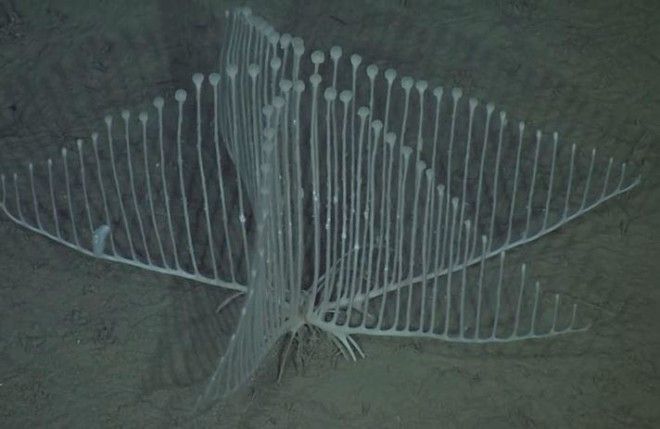 16 существ, похожих на инопланетян