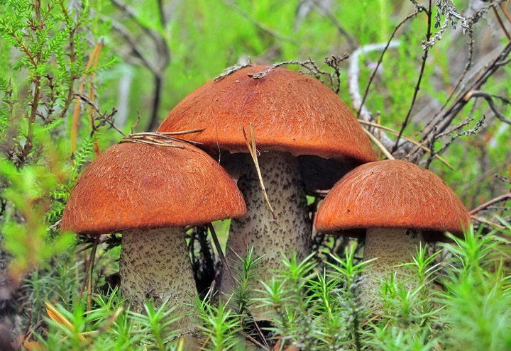 17 удивительных фактов о грибах