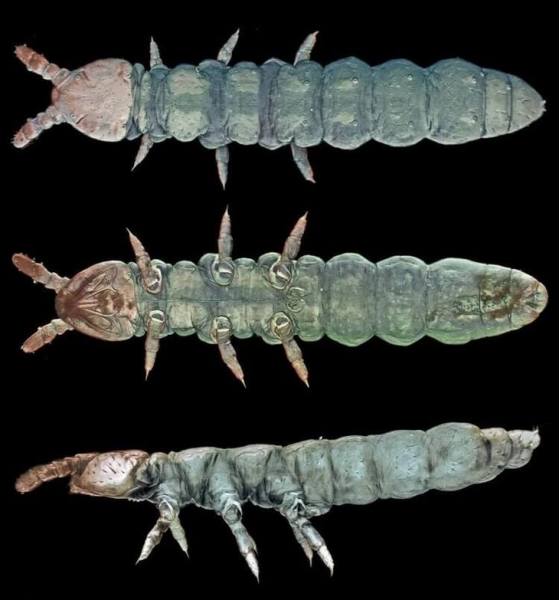 Что ты такое: в Антарктиде обнаружили существо, пережившее 30 ледниковых периодов