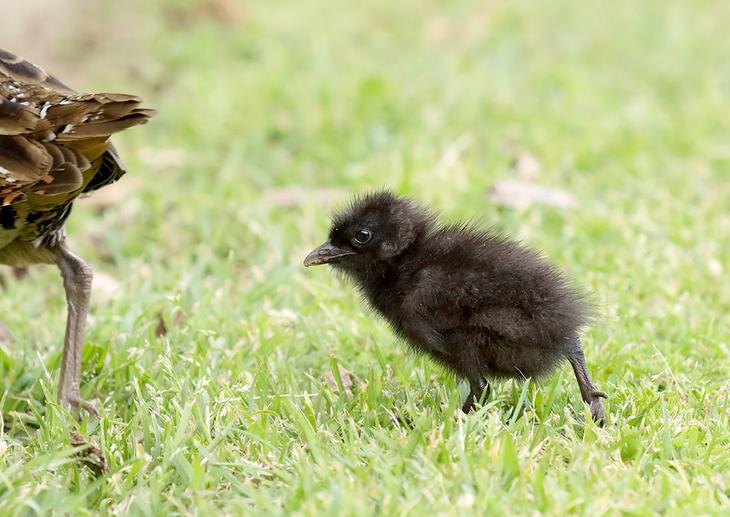 Остров Лорд-Хау: «тихоокеанская жемчужина» в Тасмановом море
