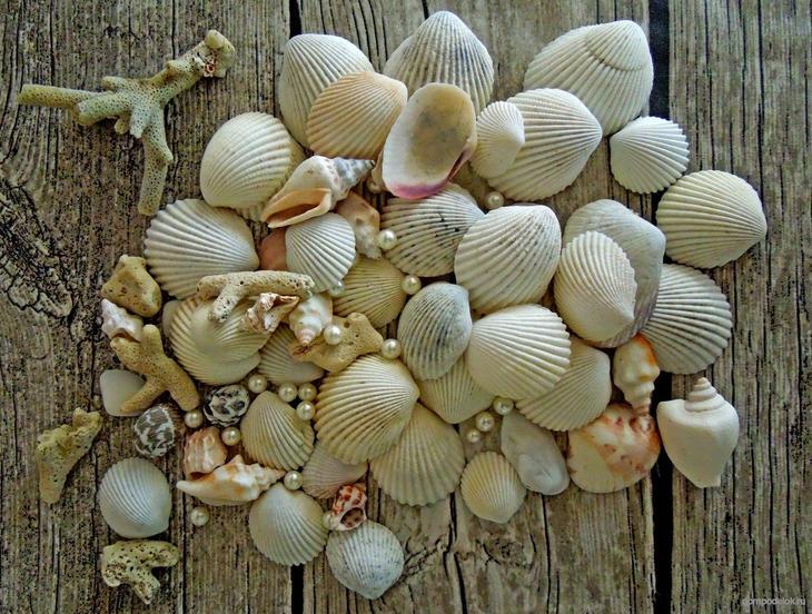 Поделки из ракушек своими руками