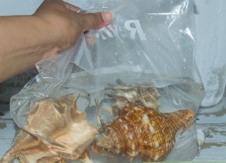 Поделки из ракушек своими руками