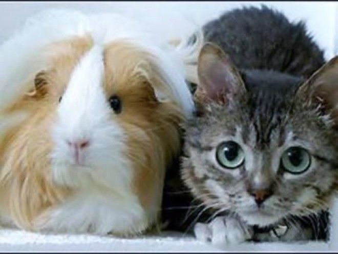 Самая маленькая кошка в мире - кто же она?