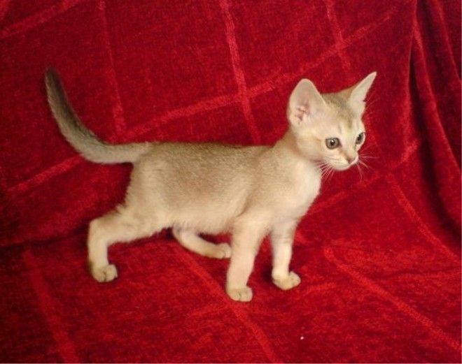 Самая маленькая кошка в мире - кто же она?