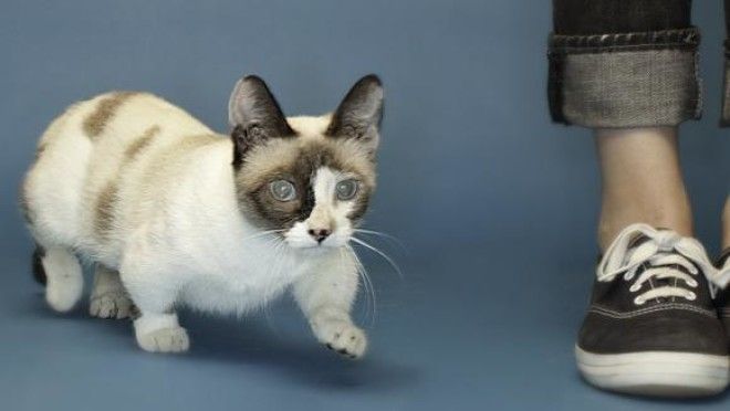 Самая маленькая кошка в мире - кто же она?
