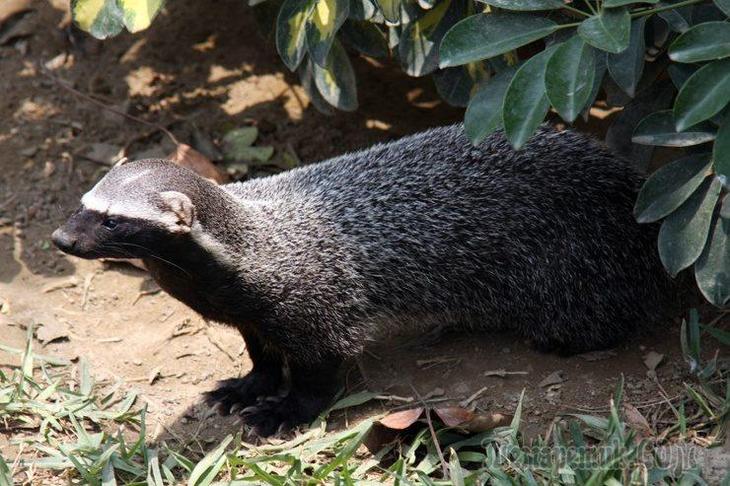 Самые удивительные млекопитающие