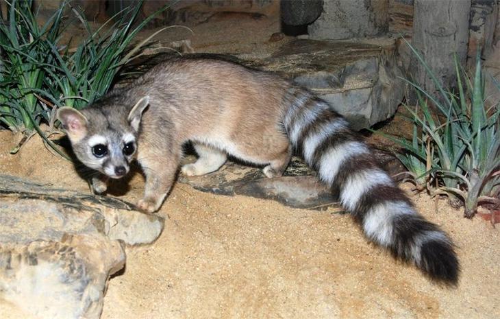 Самые удивительные млекопитающие