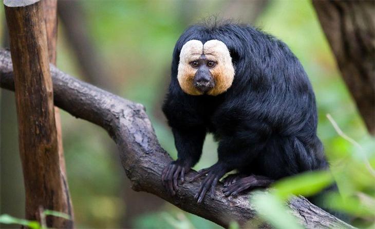 Самые удивительные млекопитающие