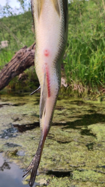 12 случаев, когда природа реально удивила