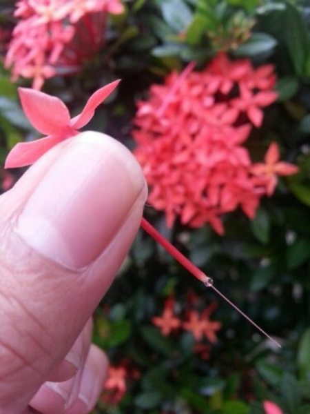 14 особенностей жизни малайзийцев, которые русскому уму не понять