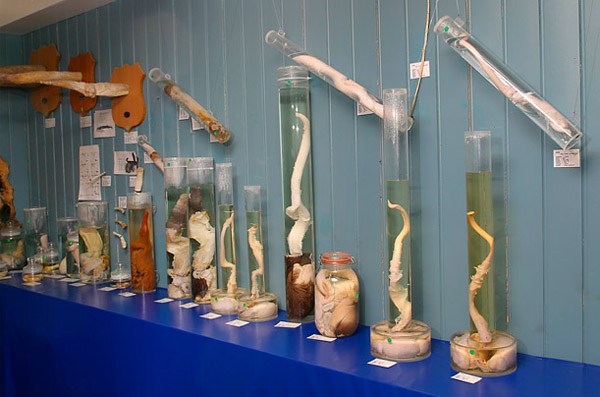 20 самых странных и необычных музеев мира