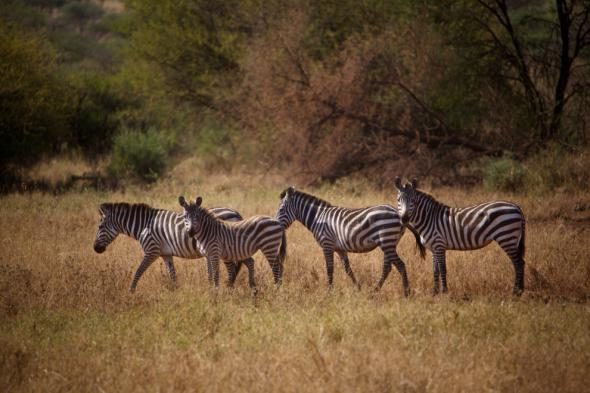 8 существ планеты, которые древнее, чем все думали