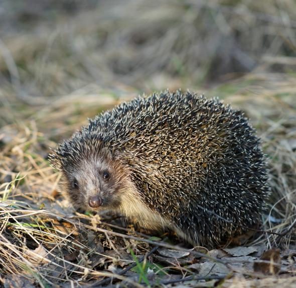 8 существ планеты, которые древнее, чем все думали